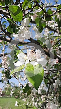 Beautiful blossoming apple tree.