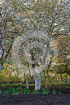 Beautiful blossoming apple trees in garden at sunset. Natural spring background, picturesque landscape. Springtime, gardening