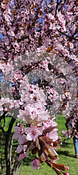 beautiful blossoming apricot tree in Cherkasy
