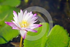 Beautiful blossoming aquatic white and purple water lily lotus flower in green pond background. Nature, Natural Plant, Flora,