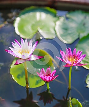 Beautiful blossoming aquatic white and purple water lily lotus flowers in green pond background. Nature, Natural Plant, Flora,