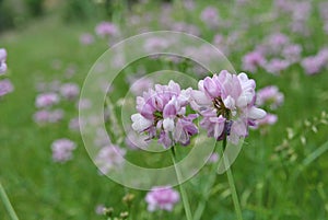 Beautiful blossoming astragalus flowers in summer