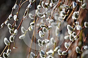 Beautiful blossoming buds of pussy-willows in the beginning of spring, the first signs of the onset of spring