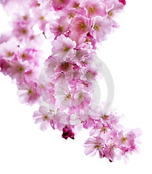 Beautiful blossoming cherry tree