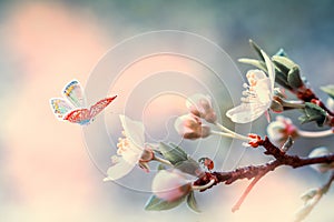 Beautiful blossoming cherry tree, flying butterfly, ladybug on retro background in sunlight, shallow depth. Vintage toned.