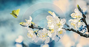 Beautiful blossoming cherry tree, flying butterfly on retro blue background in sunlight, shallow depth. Vintage toned. Greeting