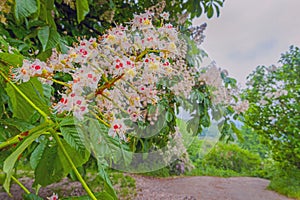 Beautiful blossoming chestnut tree in Kyiv