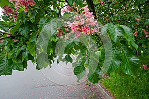 Beautiful blossoming chestnut tree in Kyiv