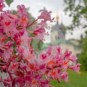 Beautiful blossoming chestnut tree in Kyiv