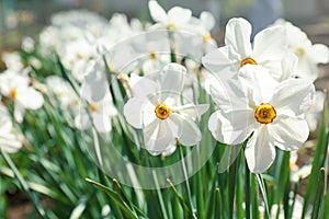 Beautiful blossoming daffodils on sunny spring day