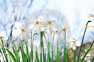 Beautiful blossoming daffodils on sunny spring day