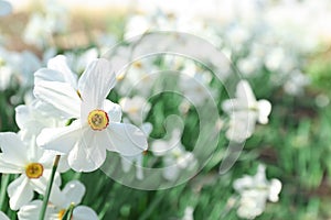 Beautiful blossoming daffodils