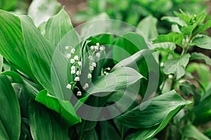 Beautiful  blossoming  lily of the valley in the spring garden