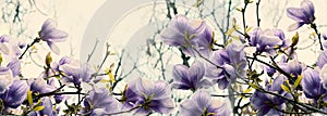 Beautiful blossoming magnolia flowers in sundawn backlit light, shallow depth. Soft dark purple vintage toned. Greeting card