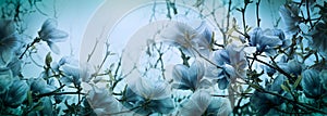 Beautiful blossoming magnolia flowers in sundawn light backlit, shallow depth. Soft dark blue vintage toned. Greeting card banner