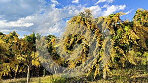 Beautiful blossoming mango trees in tropical orchards