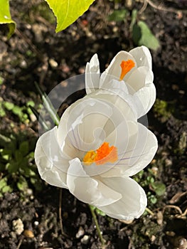 Beautiful blossoming Narcis flowers