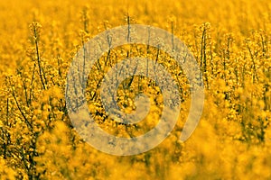 Beautiful blossoming oilseed rape field