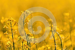 Beautiful blossoming oilseed rape field