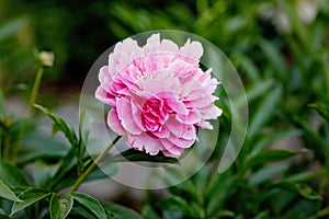 Beautiful blossoming peony flowers in garden. Close-up of blooming pink peonies.