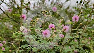 Beautiful blossoming pink flowers of wild Indian bush looking like Mimosa strigillosa sunshine mimosa