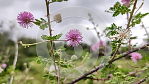 Beautiful blossoming pink flowers of wild Indian bush looking like Mimosa strigillosa sunshine mimosa