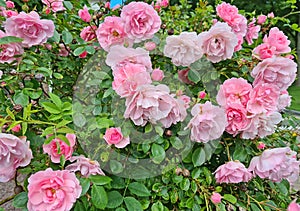 Beautiful blossoming pink roses in summer in the Netherlands