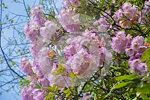 Beautiful blossoming plateau azalea flowers in spring