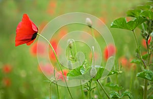 Beautiful blossoming poppies