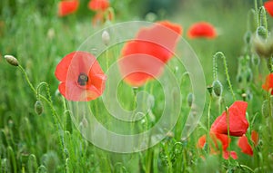 Beautiful blossoming poppies