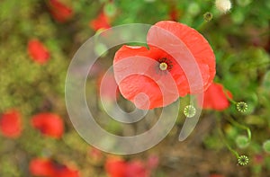 Beautiful blossoming poppies