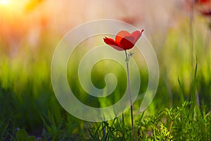 Beautiful blossoming red poppies -  Beautiful nature