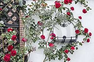 Beautiful blossoming rose bush climbing white wall surrounding black metal frame