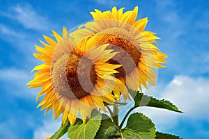 Beautiful blossoming sunflowers with blue sky in the background. Traditional concept for summer and flowers.