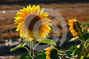 Flower Sunflowers. Blooming in farm - field with blue sky. Beautiful natural colored background