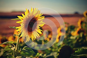 Flower Sunflowers. Blooming in farm - field with blue sky. Beautiful natural colored background