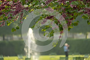 Beautiful blossoming tree with defocused fountain in Tuileries Garden, Paris