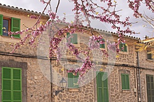 Beautiful blossoming tree in pink against old traditional stone house Valldemossa Mallorca