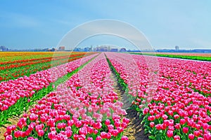 Beautiful blossoming tulip fields in the countryside from the Netherlands