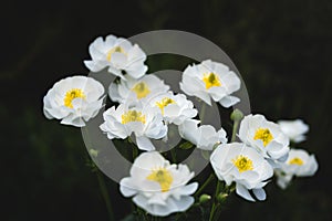 Beautiful blossoms of buttercup wild flower. Mount Cook National Park, New Zealand