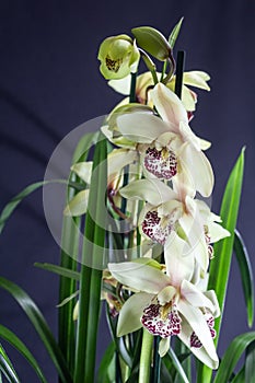 Beautiful blossoms of Cymbidium orchid. Pretty exotic Japanese garden flowers, tropical orchid in full bloom