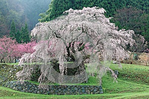 Beautiful blossoms of a giant sakura cherry tree blooming in a foggy spring garden