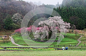 Beautiful blossoms of a huge cherry tree blooming in a foggy spring garden