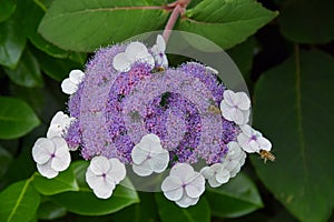 Beautiful blossoms of  hydrangea aspera macrophylla