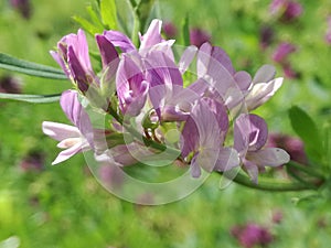 Medicago Sativa flowering plant photo