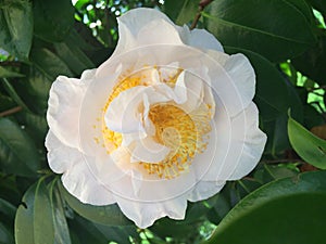 Beautiful blossoms of white camelia