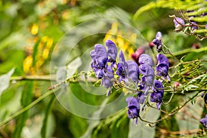 Beautiful blossoms of the Wild Monkshood in the Austrian Alps