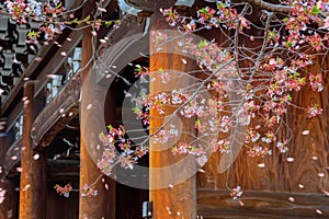 Beautiful blowing cherry blossom patals at Kurodani temple Kyoto, Japan