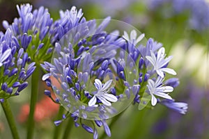 Beautiful blue agapanthus flowers garden at the background of green grass