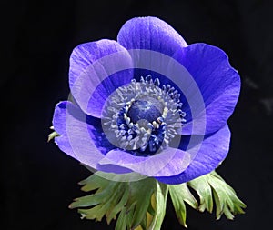Beautiful blue anemone flower on black background - close up photo